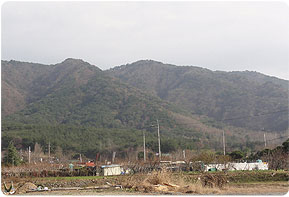 노란밭이 보이는 마동 마을 모습 뒤로 산이 보인다. 