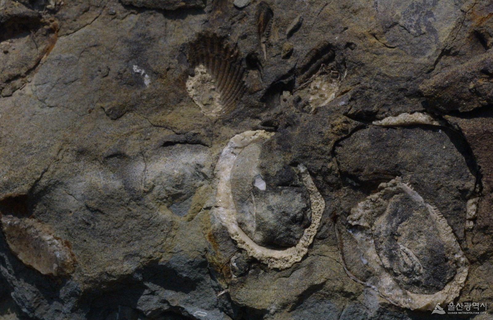 강동 장명골 조개화석 2010-4-22.jpg