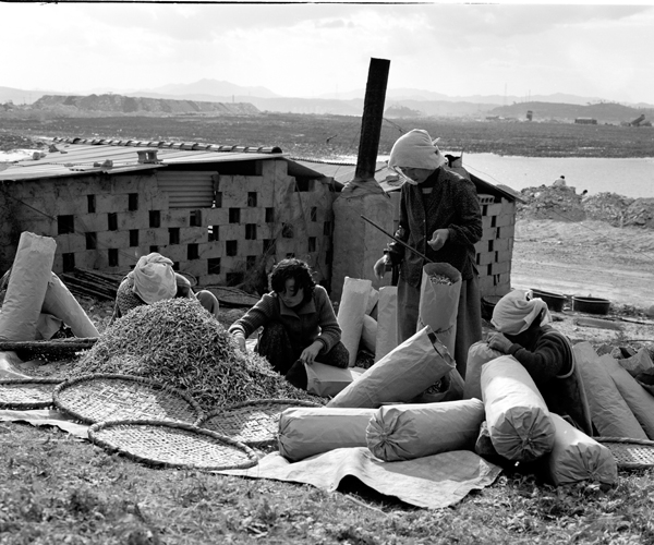 1960년대 성내바닷가에서 잡은 멸치를 삶은후 자루에 담고 있는 모습-사진제공-이상덕.jpg