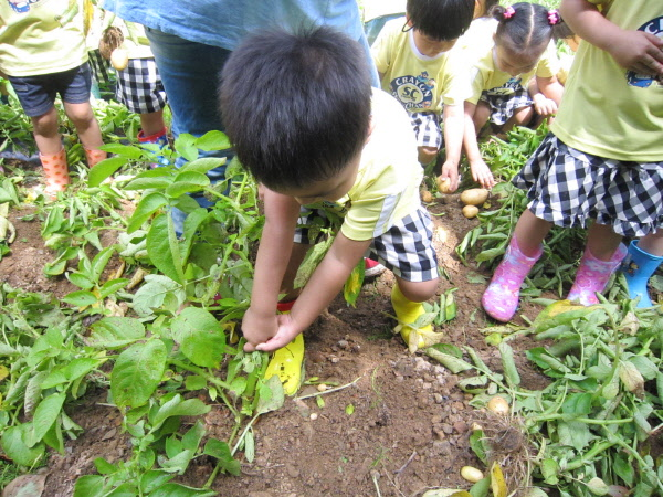 사랑나눔 농장에 어린이 감자캐기 체험의장 열려(2)