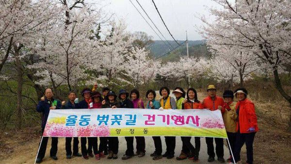 2014년 율동 벚나무길 걷기