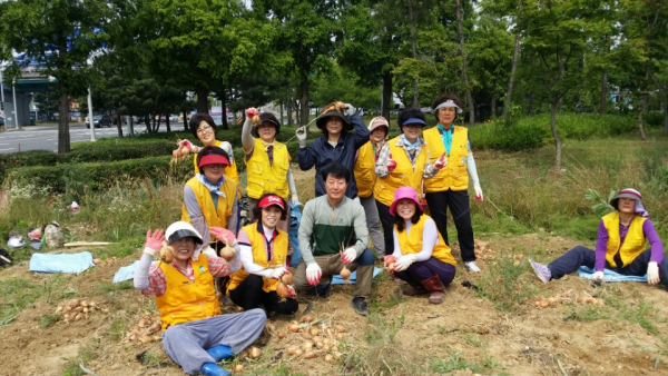 효문동 여성자원봉사회 양파 수확