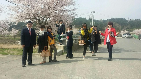 제8회 상안천 벚꽃축제 개최